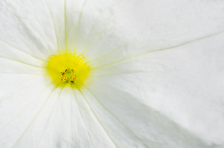 宏拍摄的白色矮牵牛花具雄蕊和花粉