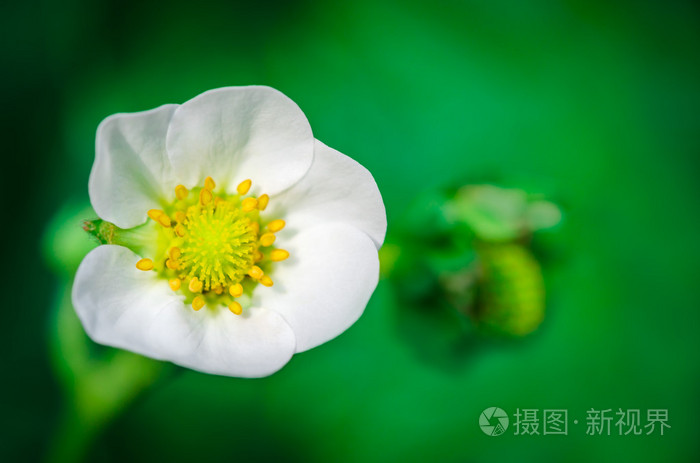 宏拍摄的草莓花具雄蕊和花粉