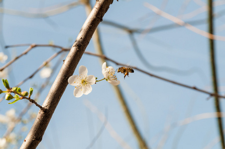 蜜蜂杏仁的春天的花朵