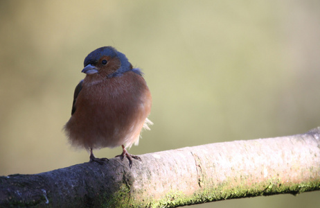 ChaffinchFringilla Coelebs