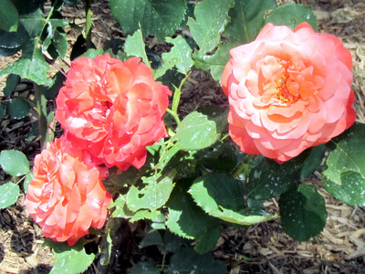 多伦多花园雅克斯特玫瑰2014