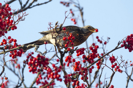 外勤Turdus Pilaris