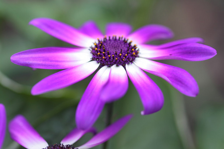 senetti 花