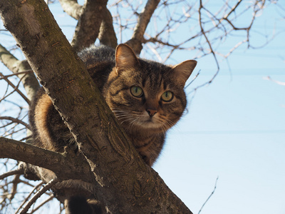 猫上树