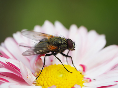 花飞