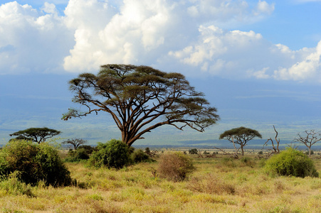 哺乳动物萨凡纳图片