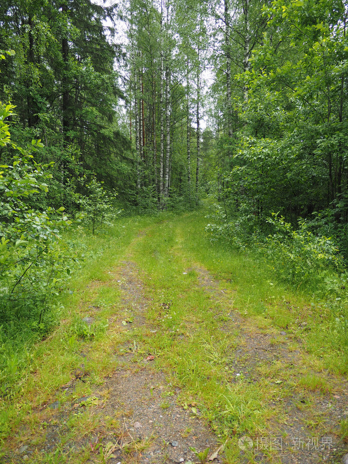 在树林里的土路