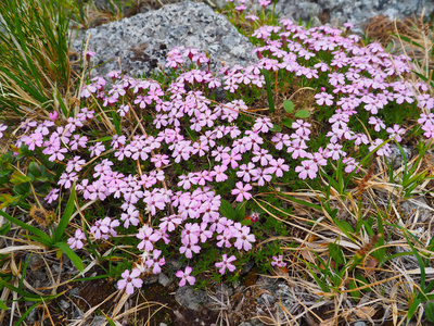 虎耳草花