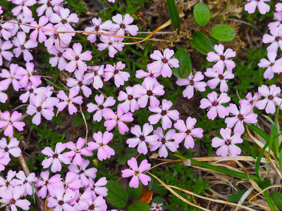 虎耳草花