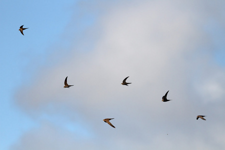燕子幼年照片图片