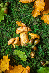 苔藓上的蘑菇