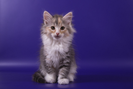 小西伯利亚小猫在蓝色的紫罗兰色背景