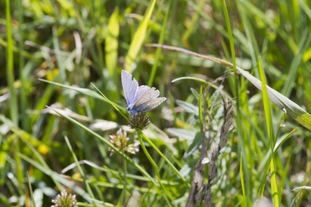 常见的蓝蝴蝶