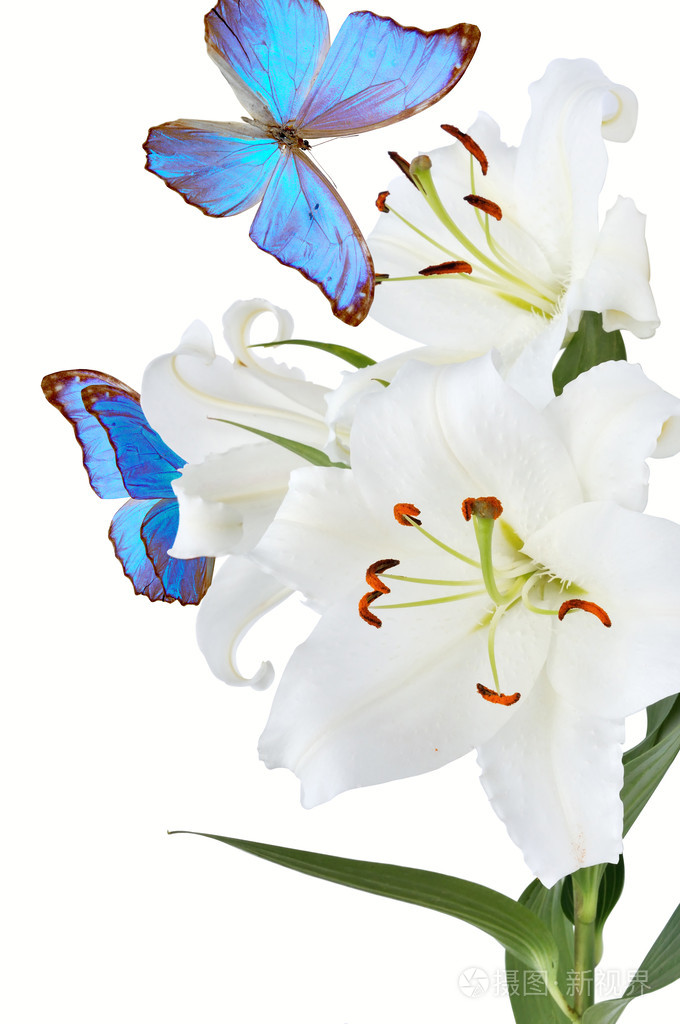 白色的百合和蓝色的蝴蝶