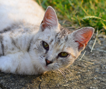 只可爱的小猫，在花园里