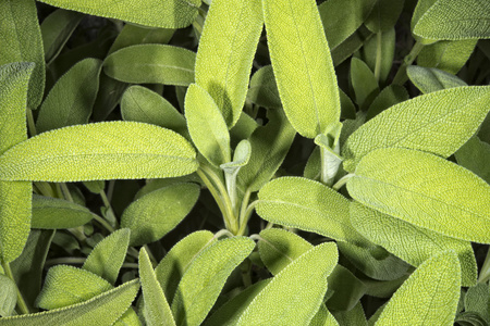 山毛树植物