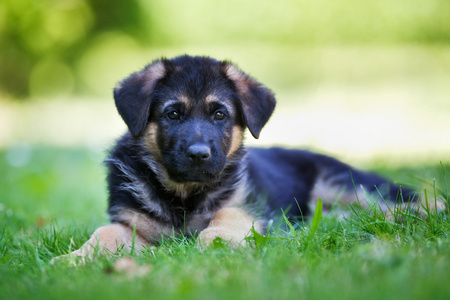 年轻的德国牧羊犬