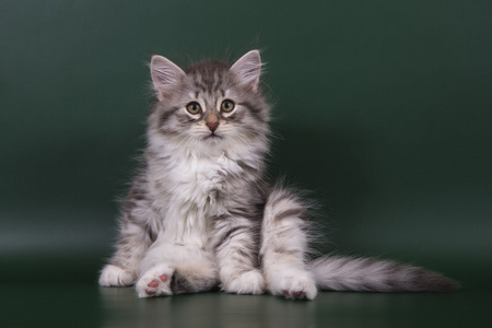 小西伯利亚小猫的绿色翡翠背景