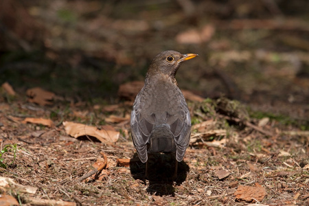 黑鸟坐在森林土地的吕，荷兰