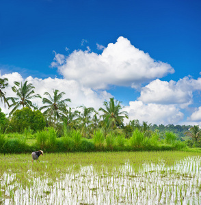 热带景观与稻田，棕榈树和蓝天