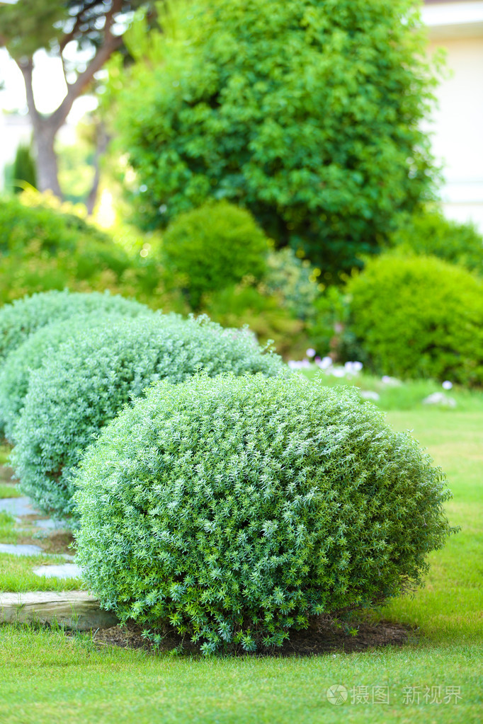 美丽茂盛的灌木丛