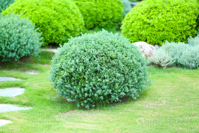 美丽茂盛的灌木丛