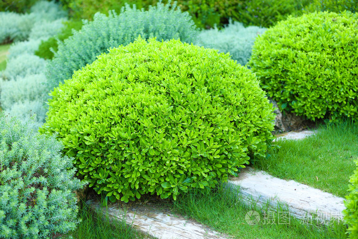 美丽茂盛的灌木丛