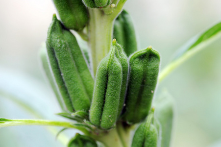 芝麻植物图片