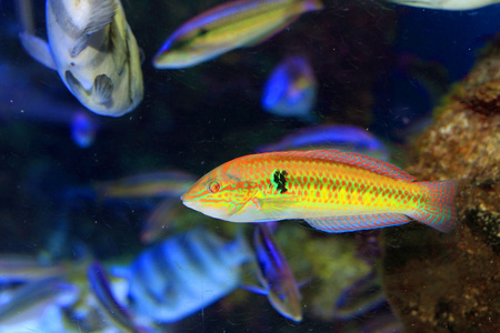 multicolorfin rainbowfish parajulis poecilopterus 在日本