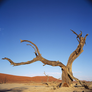 沙漠中的树, 纳米比亚