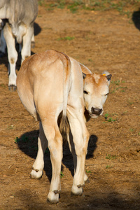 maremma 牛