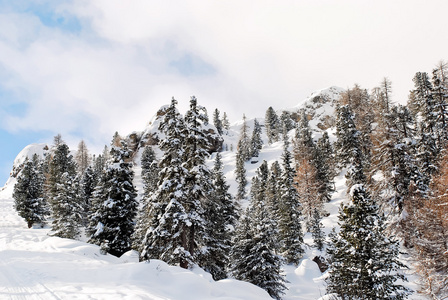 多洛米特雪坡上的针叶树木材