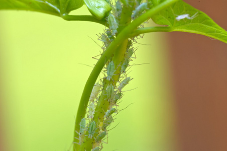 在牵牛花植物上的蚜虫