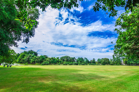 绿草地上夏日风景的风景