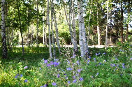 桦树森林中的蓝色花朵