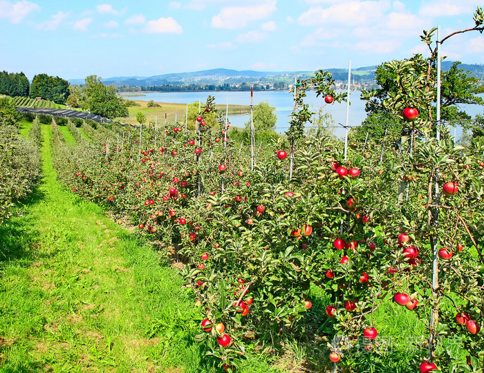 苹果花园