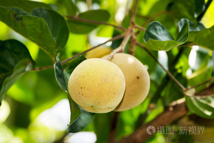 santol 水果