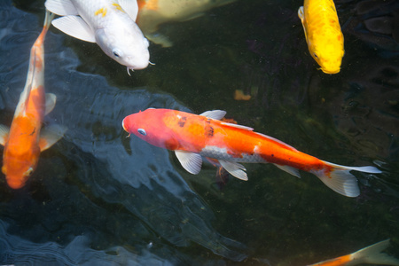 锦鲤鱼在池塘里游泳