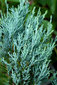 劳森松树, 观赏植物品种