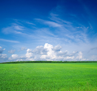 领域的草和蓝色的天空