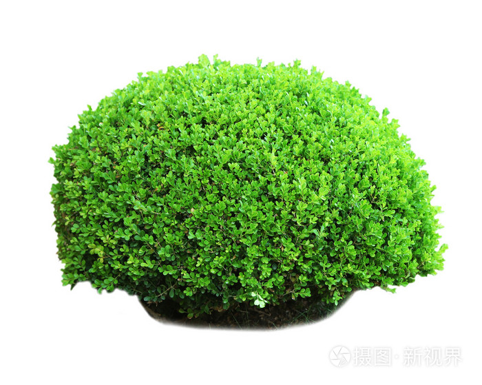 绿色茂盛的灌木丛上白色孤立