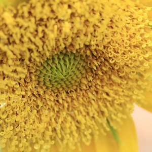 特写花粉的向日葵与露滴眼液水