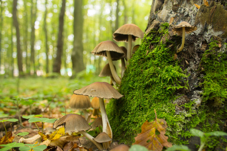 nombre de champignons en fort dautomne