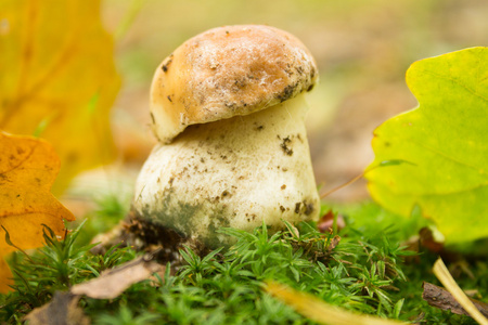 在秋天的树林中的小蘑菇