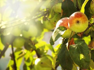 夏天的苹果树的照片