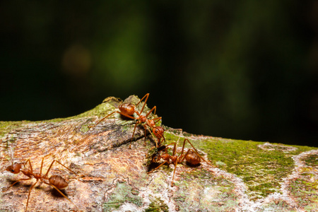 红蚂蚁团队合作图片