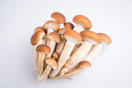 茶树菇菇蘑菇