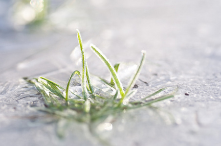 冬天雪中的背景草