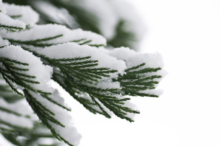 雪中的冬季背景森林