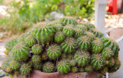 仙人掌植物